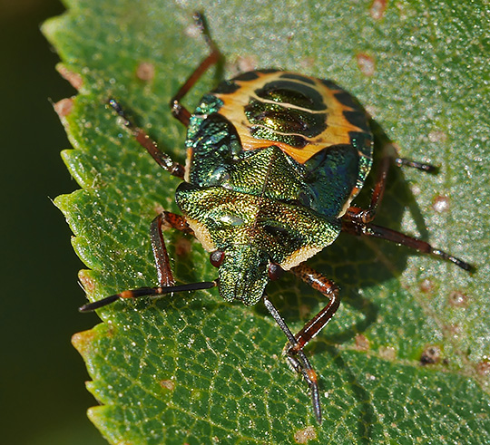 Troilus luridus