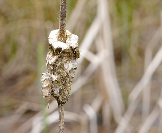 Typha latifolia