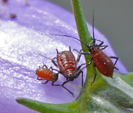 Uroleucon campanulae