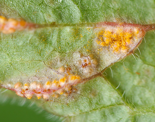 Uromyces geranii