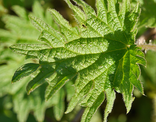 Urtica urens