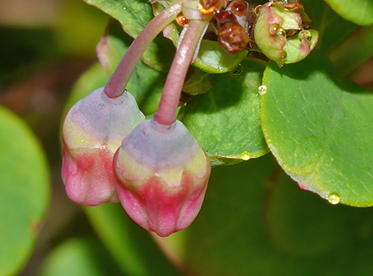 Vaccinium uliginosum