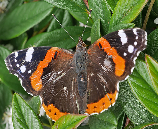 Vanessa atalanta