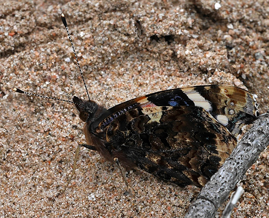 Vanessa atalanta