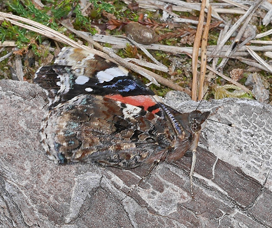 Vanessa atalanta