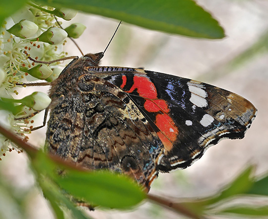 Vanessa atalanta