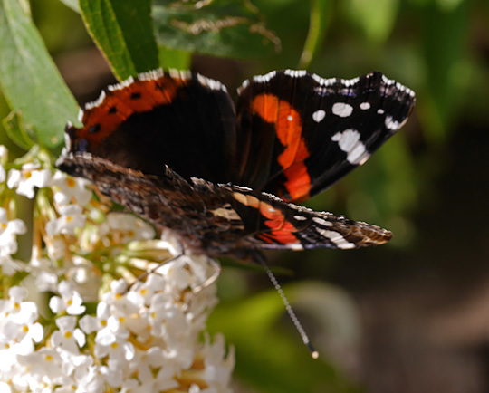 Vanessa atalanta