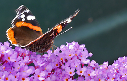 Vanessa atalanta