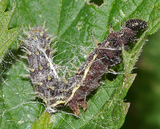 Vanessa atalanta