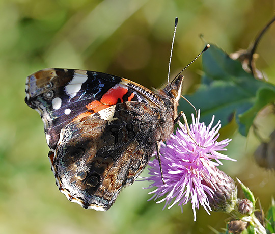 Vanessa atalanta