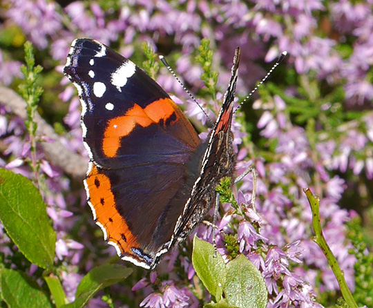 Vanessa atalanta