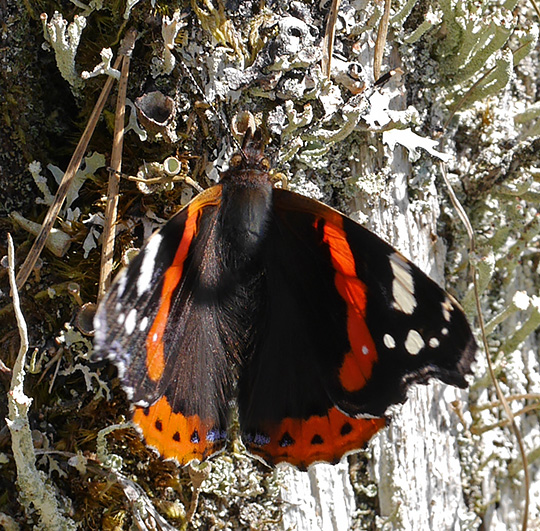 Vanessa atalanta