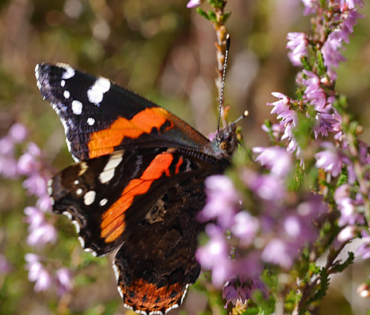 Vanessa atalanta