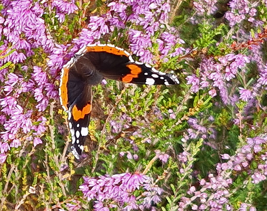 Vanessa atalanta