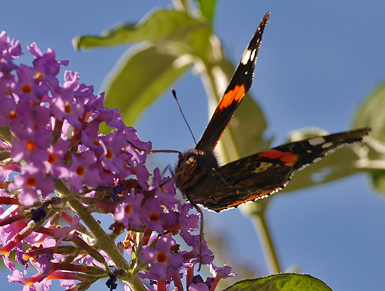 Vanessa atalanta
