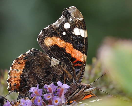 Vanessa atalanta