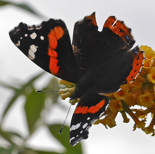 Vanessa atalanta