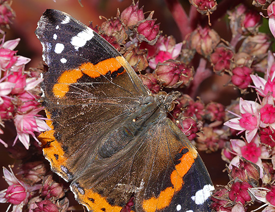Vanessa atalanta