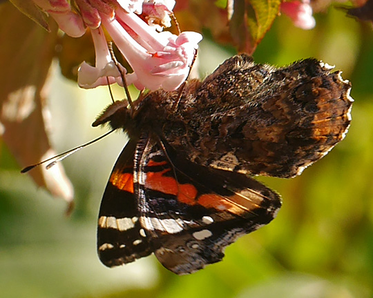 Vanessa atalanta