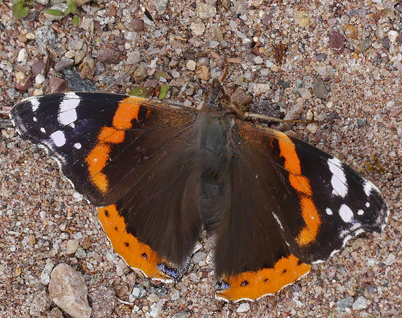 Vanessa atalanta
