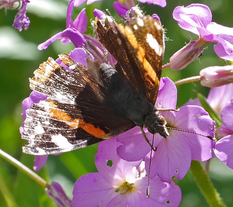 Vanessa atalanta