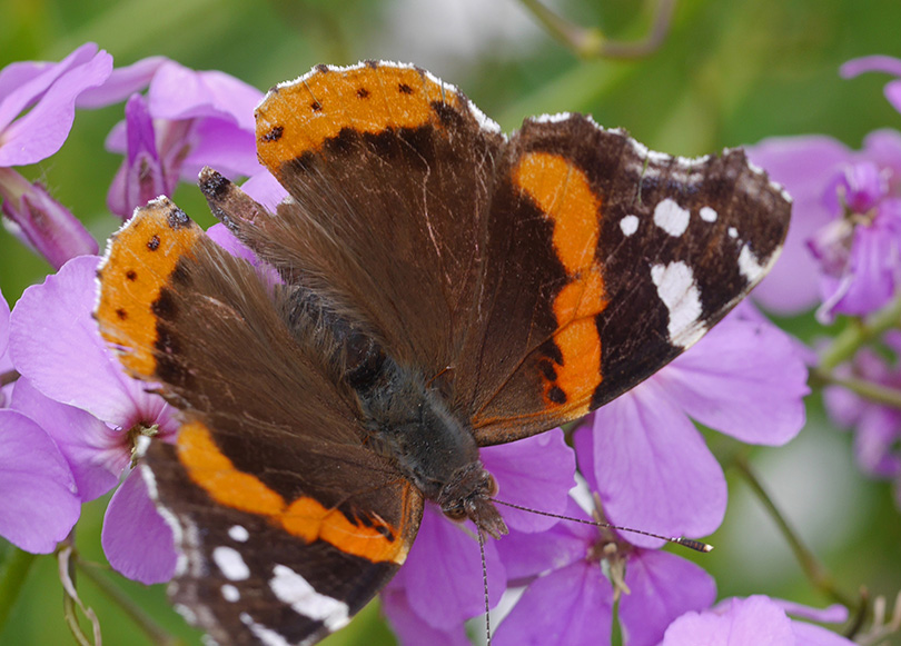 Vanessa atalanta