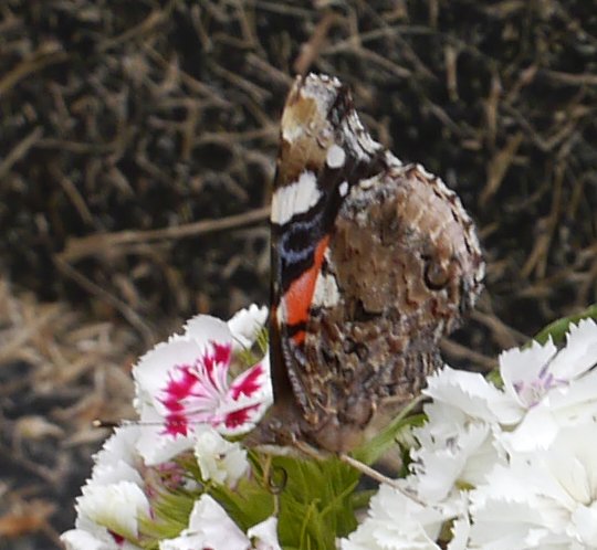 Vanessa atalanta