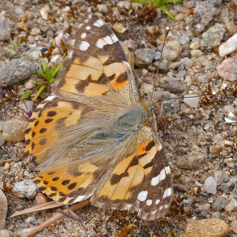 Vanessa cardui