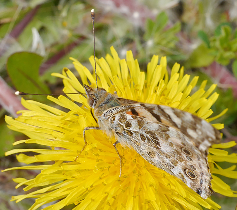 Vanessa cardui