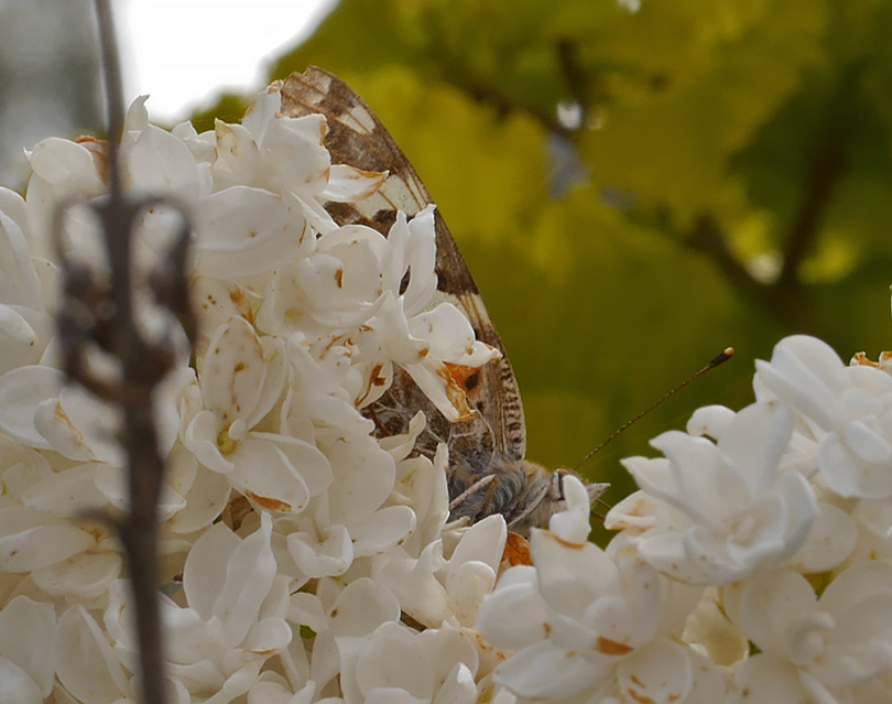 Vanessa cardui