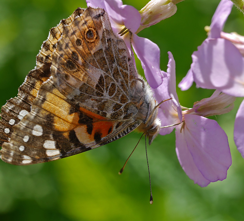 Vanessa cardui