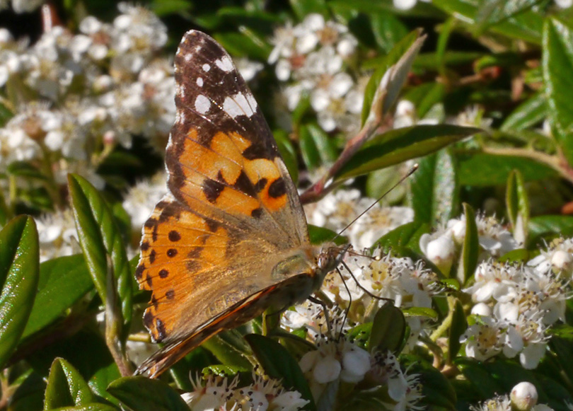 Vanessa cardui