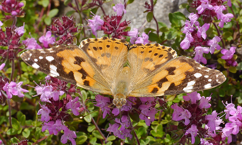 Vanessa cardui