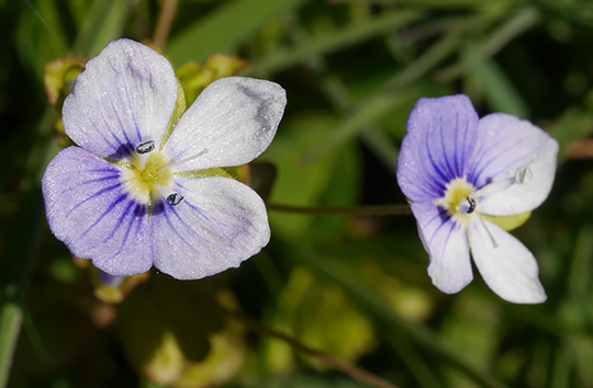 Veronica filiformis