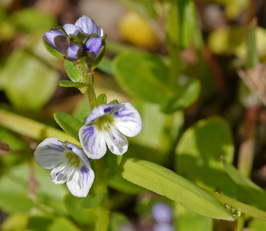Veronica serpyllifolia