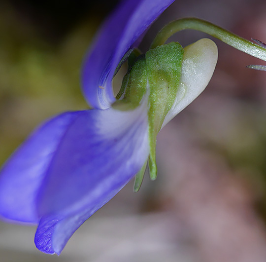 Viola canina