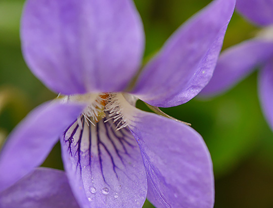 Viola riviniana