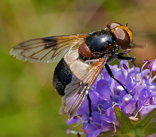 Volucella pellucens