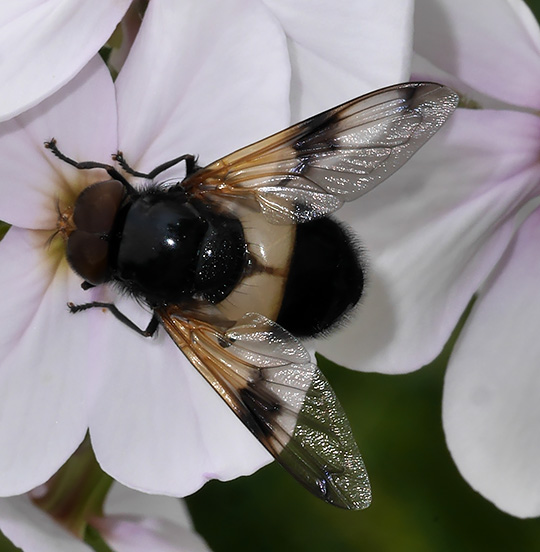Volucella pellucens