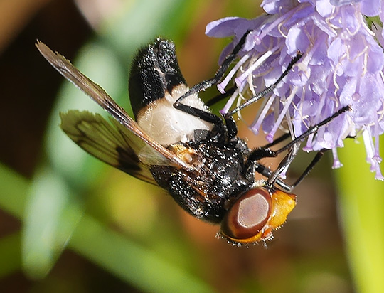 Volucella pellucens