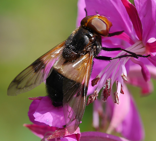 Volucella pellucens