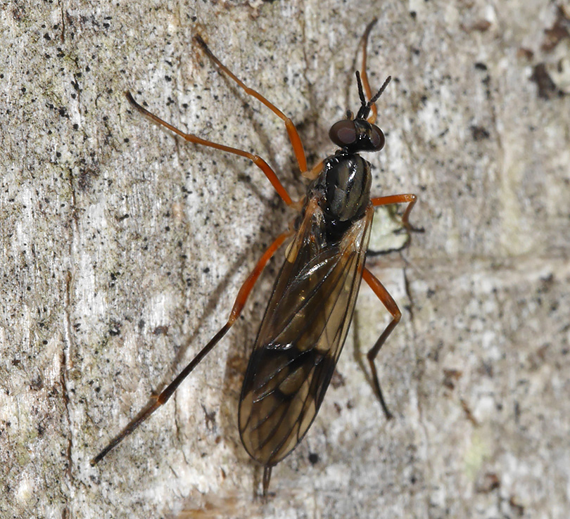 Xylophagus ater