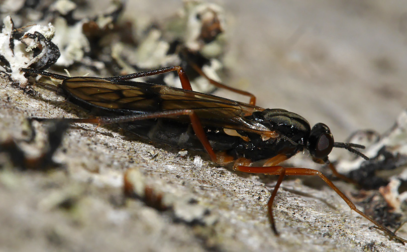 Xylophagus ater