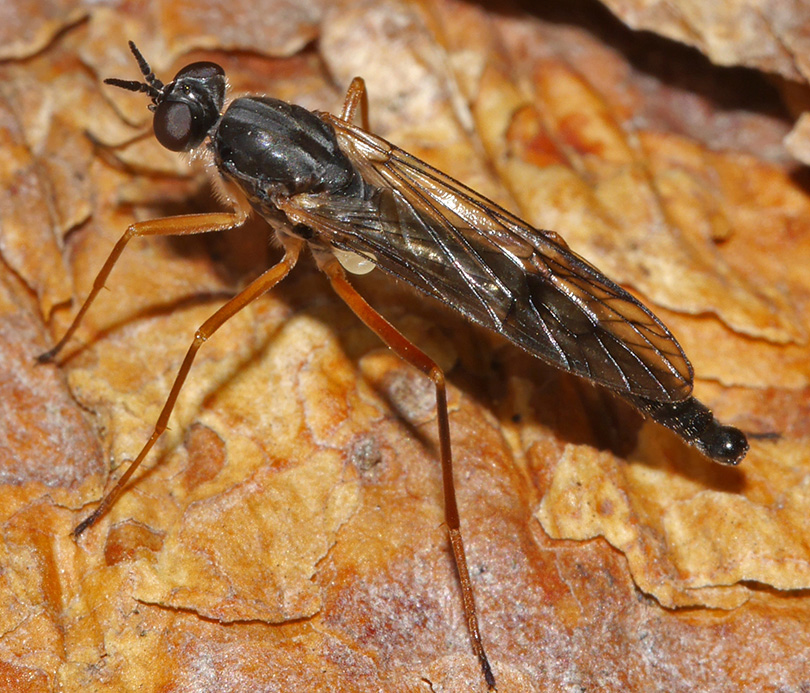 Xylophagus cinctus