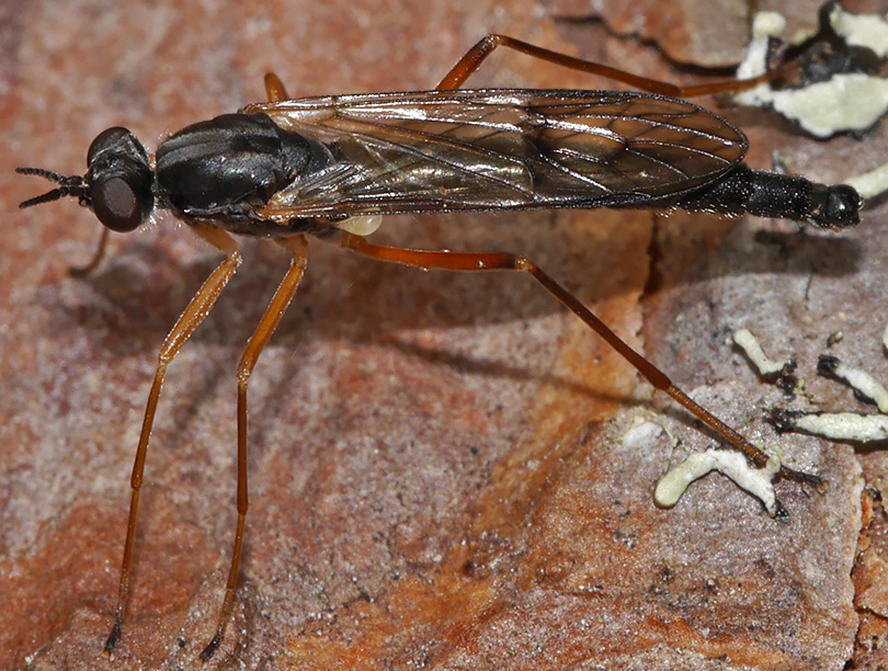 Xylophagus cinctus