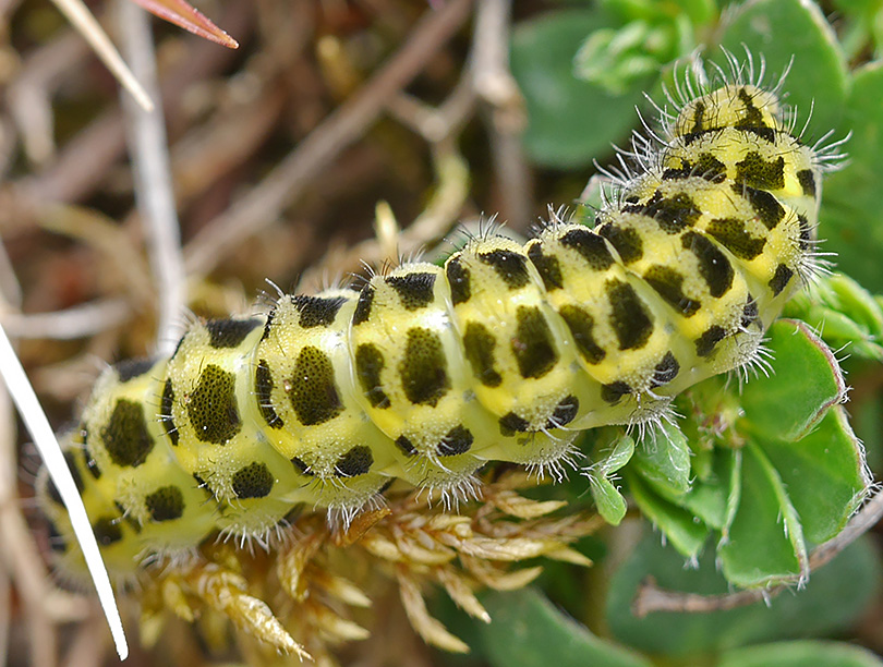 Zygaena filipendulae