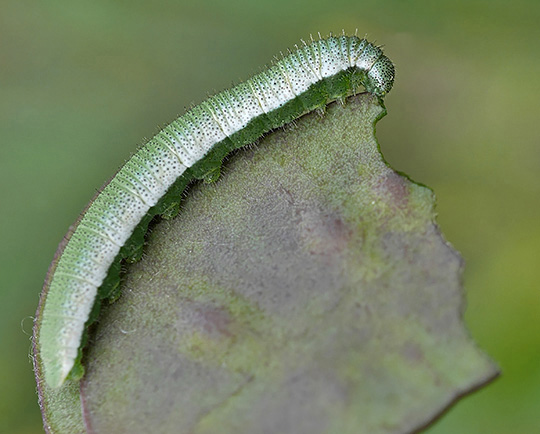 Anthocharis cardamines