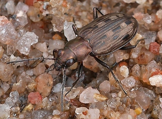Bracteon litorale