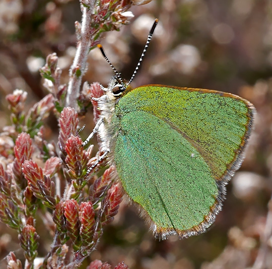 Callophrys rubi