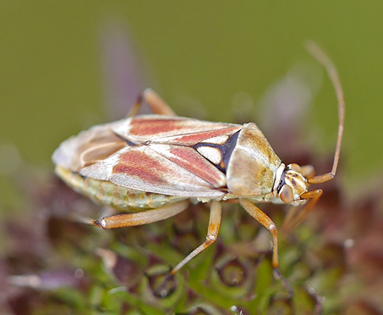 Calocoris roseomaculatus